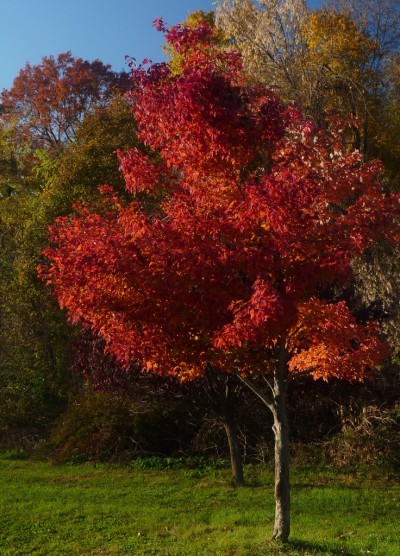 red-maple-tree-400x556